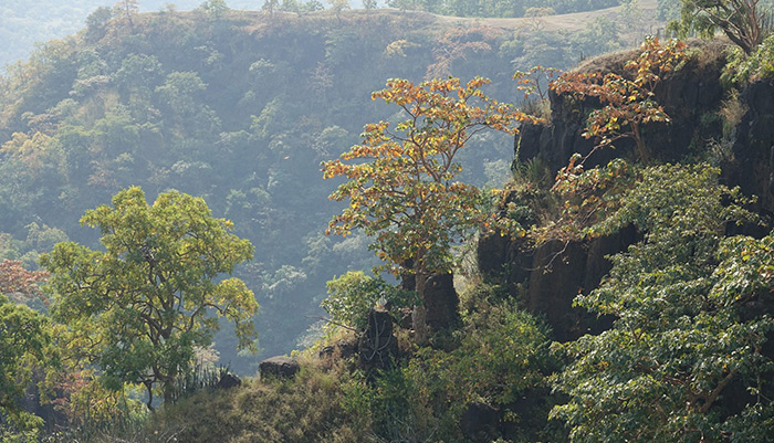 Impact of Forest Loss has Become Widespread, No Longer a Regional Problem